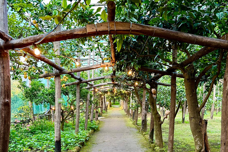 Tour de Sorrente au citronTournée des citrons