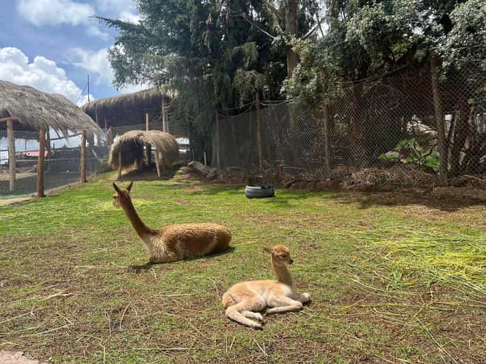 Cusco: Alpaca and Llama Farm Tour w/ Transfer & Weaving Demo | GetYourGuide
