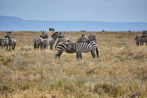 From Nairobi: 5-Day Maasai Mara, Lake Nakuru, and Naivasha …