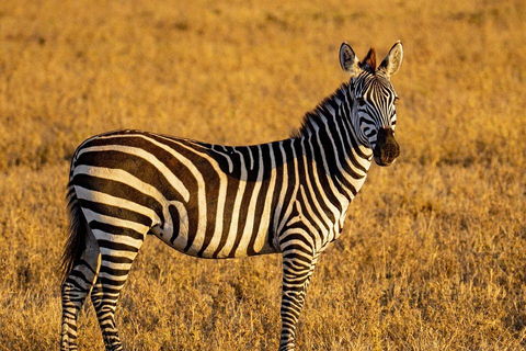 Au départ de Zanzibar : 1 jour de safari à Mikumi par avion