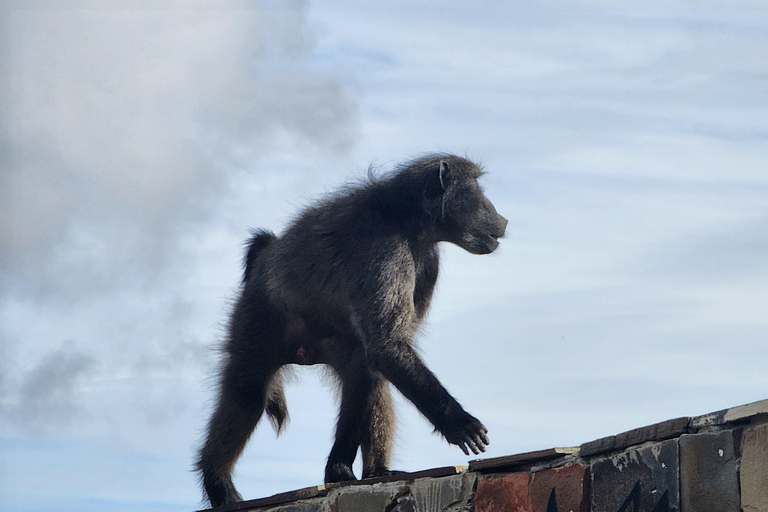 Le Cap : safari Aquila big five avec transport et déjeuner