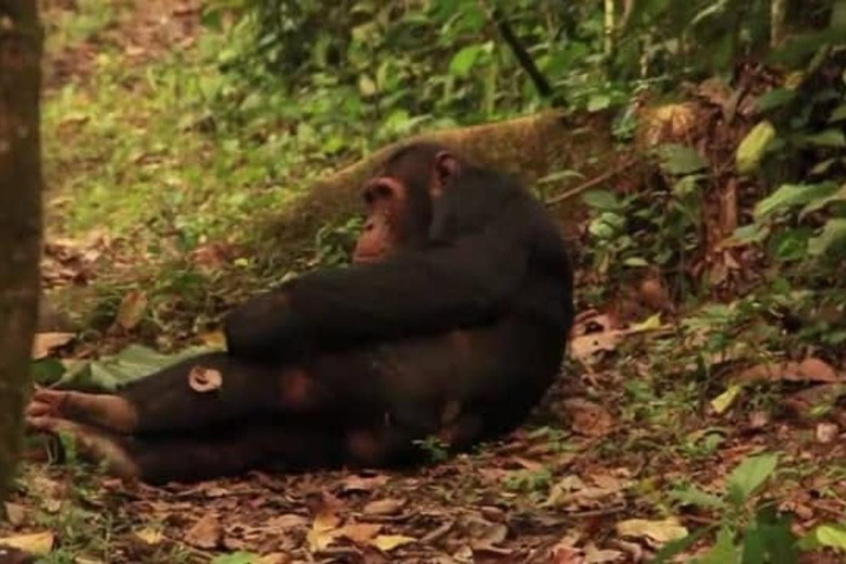 From Kampala: 3-Day Murchison Falls Safari & Chimpanzee Trek