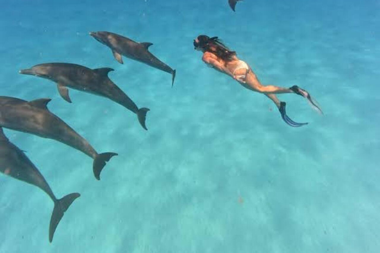 桑给巴尔：姆内姆巴海豚私人观光之旅和海龟游泳