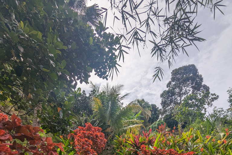 Penang: Guided Nature Walk with Golden Stupa & Snacks Slow Explore Penang Hill’s Hidden Trails