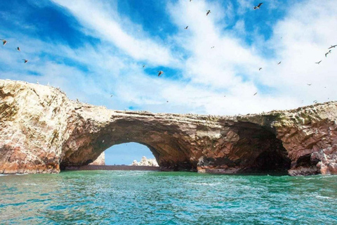 Depuis Lima : 1 journée Îles Ballestas + Oasis de Huacachina