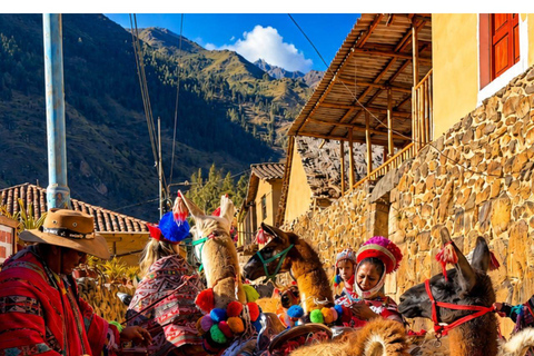 Llama Walk in the Inca Village of Ollantaytambo