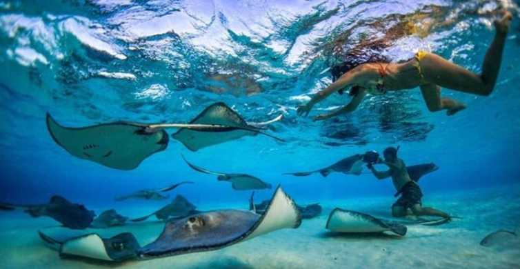 George Town: Stingray City and Cayman Reefs Snorkeling Tour