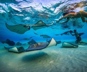 George Town: Excursão de Snorkeling a Stingray City e aos Recifes das Caimão