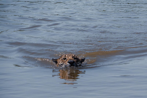 São Paulo: 3-Day Eco Safari Experience in the Pantanal