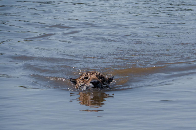 São Paulo: 3-Day Eco Safari Experience in the Pantanal