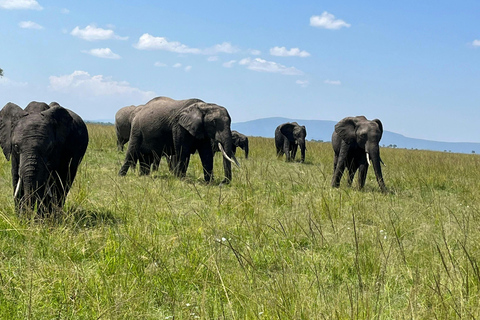 Sambia: Halbtägige Reitsafari + Mittagessen