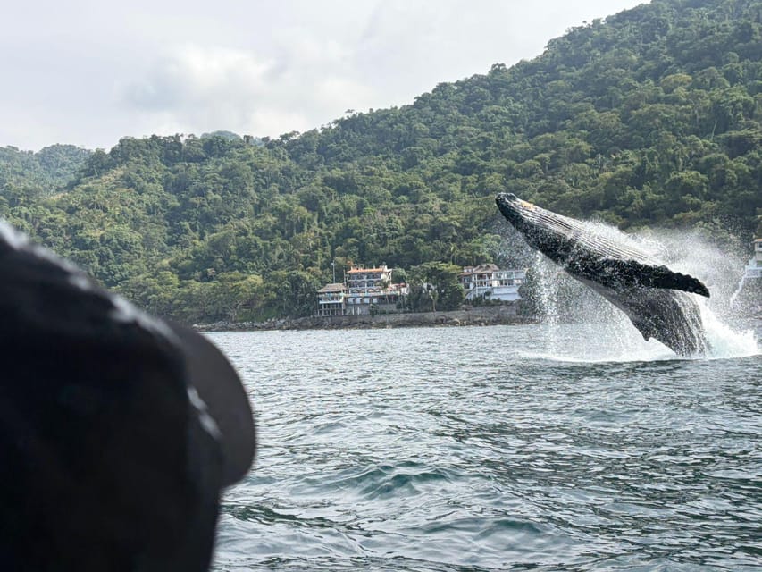 A humpback whale breaching half clear of grey water in front of a steep jungle hillside with a few white buildings at the shoreline