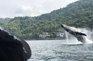 Puerto Vallarta: 3-Stunden-Walbeobachtung und Schnorcheln
