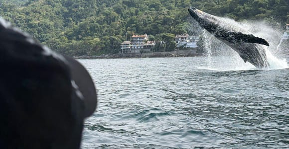 A humpback whale breaching half clear of grey water in front of a steep jungle hillside with a few white buildings at the shoreline