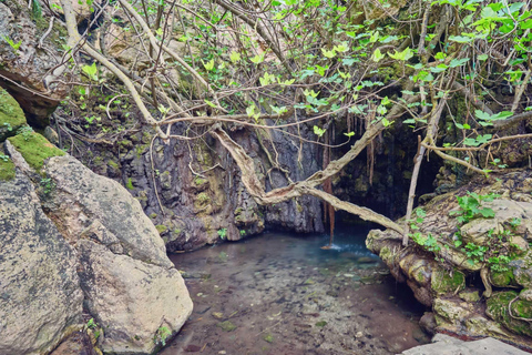 From Paphos: Akamas Coastal Jeep Adventure 4x4 A/C