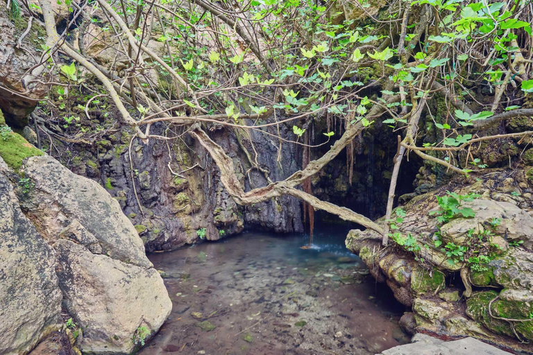 From Paphos: Akamas Coastal Jeep Adventure 4x4 A/C