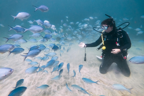 From Leigh: Goat Island Introductory Diving Experience