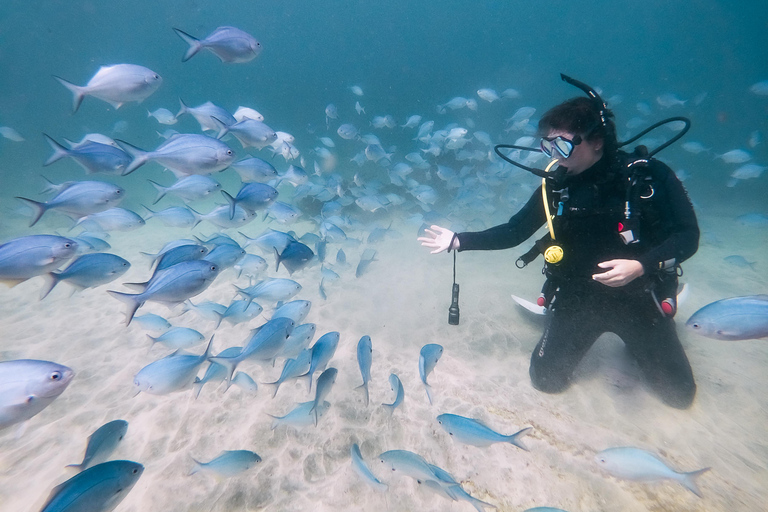 From Leigh: Goat Island Introductory Diving Experience