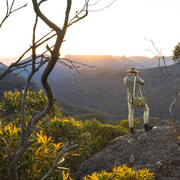 Blue Mountains Wild Kangaroos & Sunset Day Tour - Late Start