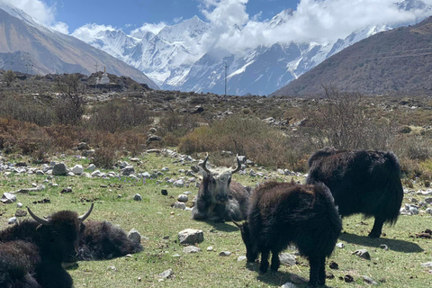 Langtang Valley Trek - 10 Days Trip