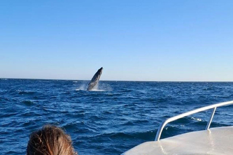 San José del Cabo: Ocean Safari