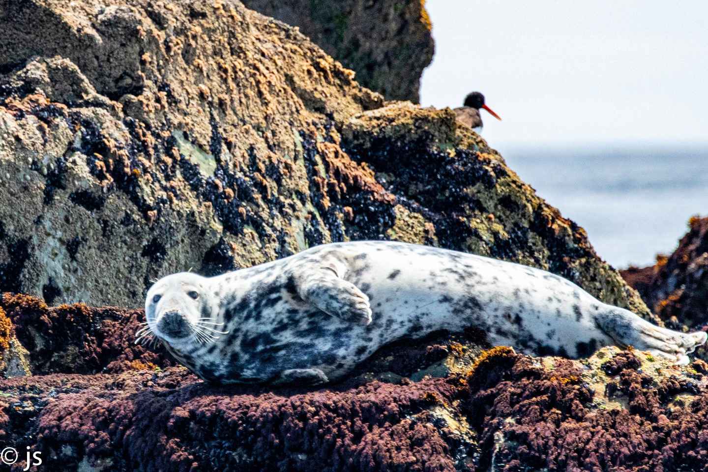 Dingle: Undur Blasketeyja Sjálfsleiðangur