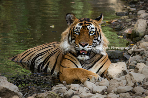 6-Day Golden Triangle & Ranthambore Tiger Safari from Delhi Tour with 4-Star Accommodation
