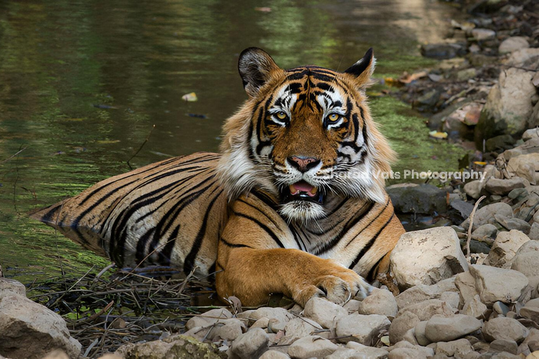 6-Day Golden Triangle & Ranthambore Tiger Safari from Delhi Tour with 4-Star Accommodation