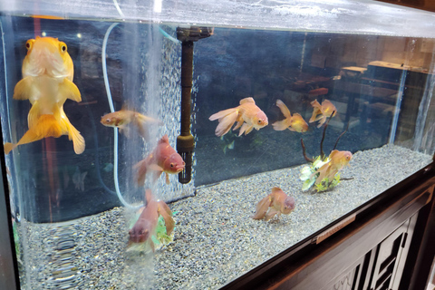 Nara: Discover Koriyama’s Goldfish Charm - 2-Hour