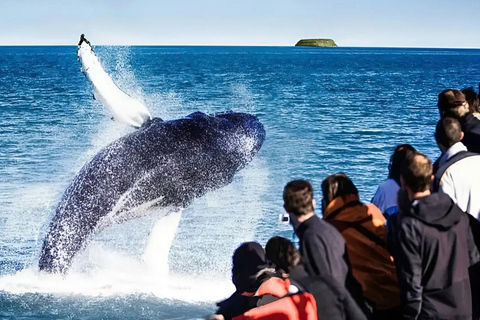 Akureyri: Lake Mývatn, GeoSea, & Whale Watching Tour