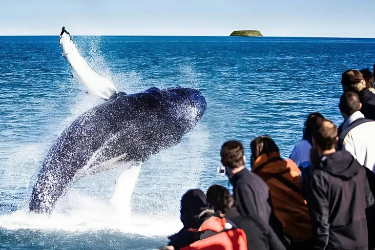 Akureyri: Lake Mývatn, GeoSea, & Whale Watching Tour