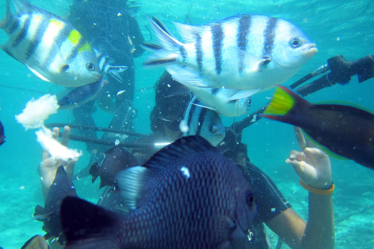 Bali: Scuba Diving For Beginner Experience