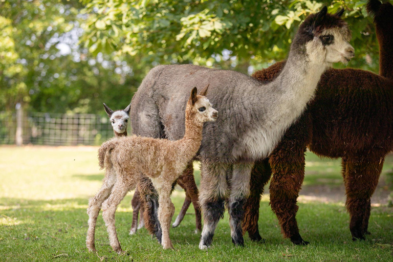Zeeland: Alpaca Farm Visit with Alpacagolf & Meet and Feed