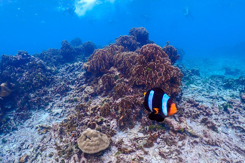 Desde Phi Phi Excursión de snorkel de día completo en barco de cola larga