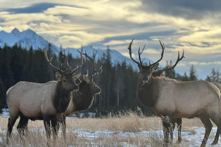 Calgary, Banff: Lake Louise, Moraine, Emerald Lake - excursão de um diaCalgary, Banff: Excursão de um dia ao Lago Louise, Moraine e Lago Emerald