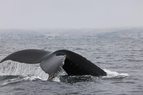 Morro Bay: Whale Watching with Lost Isle Adventures
