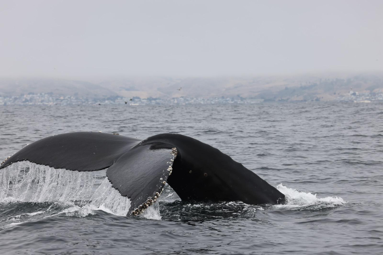 Morro Bay: Whale Watching with Lost Isle Adventures