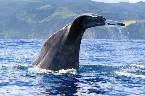 Whale and Dolphin Watching with Vila Franca Islet Visit