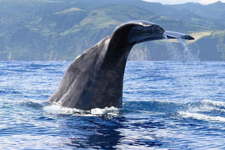 Whale and Dolphin Watching with Vila Franca Islet Visit