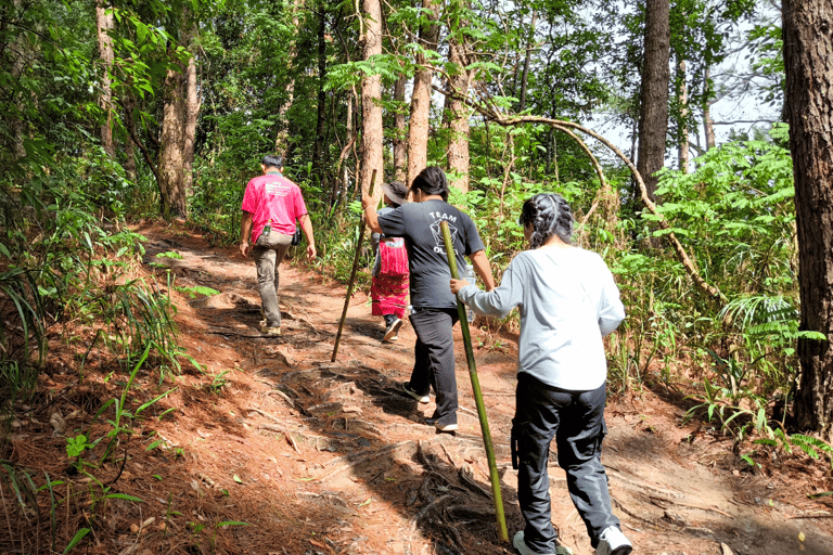 Chiang Mai: Excursão e caminhada ao Doi Inthanon e ao santuário de elefantes