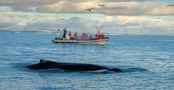 Reykjavik: Whale and Puffin Watching RIB Boat Tour