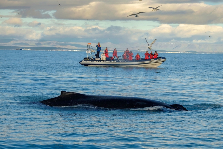 Tour exprés de avistamiento de ballenas y frailecillos desde Reikiavik