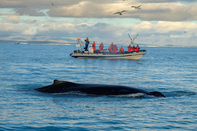 Express Whale and Puffin Watching Tour from Reykjavik