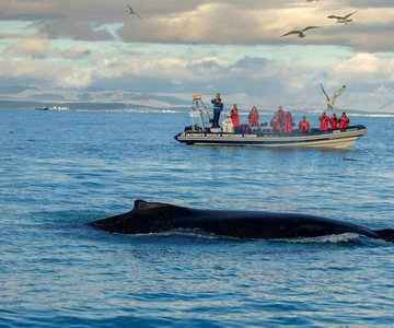 From Reykjavik: Whale and Puffin Watching RIB Boat Tour