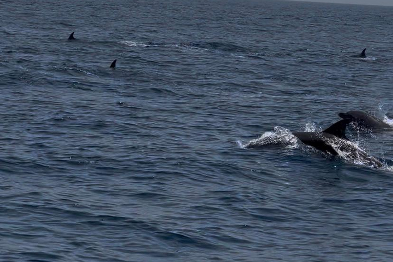 Muscat: Qantab Boat Trip with Dolphin Watching & Snorkeling