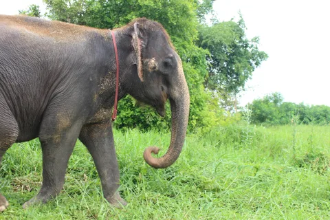 Bangkok Highlights: Ethical Elephant Care and Buffet Lunch