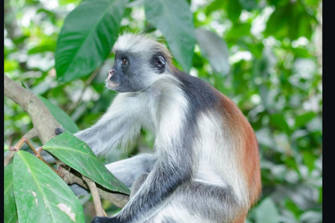 Zanzibar: Jozani forest and Butterfly day tour TOUR WITH TRANSFER (HOTEL PICK-UP AND DROP-OFF)