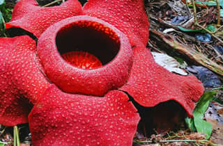 Von Kuala Lumpur: Rafflesia-Blumenwanderung in den Lojing Highlands