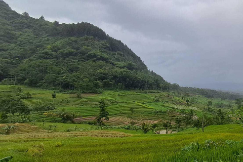 Yogyakarta : Java Rijst Terras Trek &amp; Selogrio Tempel Tour