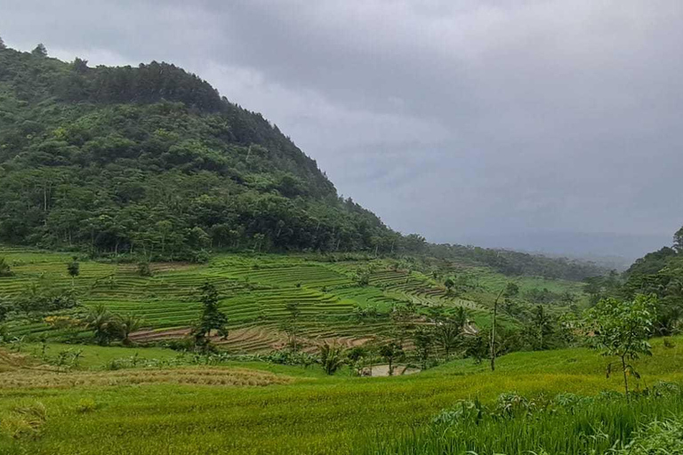 Yogyakarta : Java Rijst Terras Trek &amp; Selogrio Tempel Tour